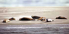 seehunde auf einer sandbank